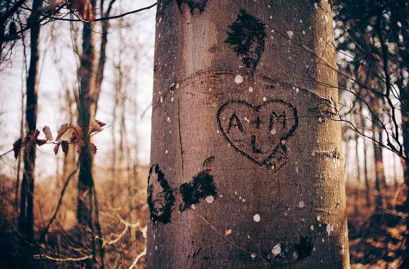 Love, Words on Tree, Heart