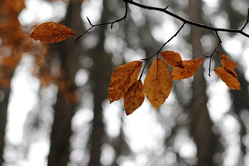 Fall, Leaf, Tree, Autumn