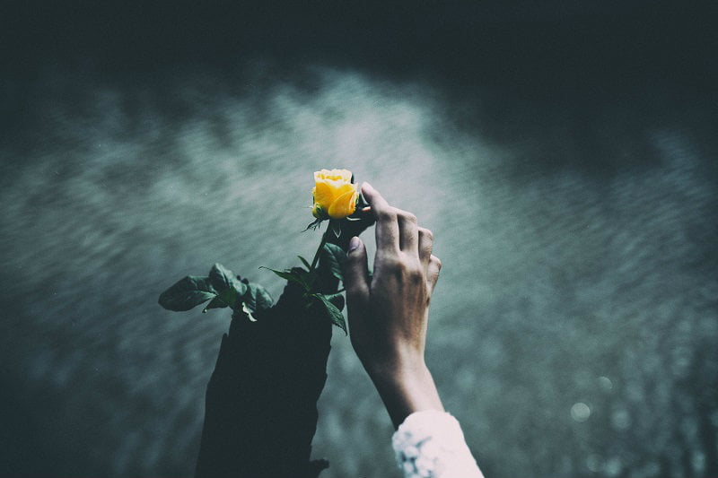 Rose, Flower, Hand