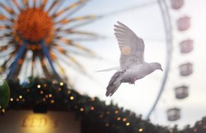Pigeon, Peace, Bird