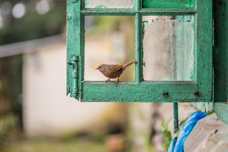 Bird, Window