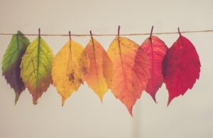 Leaves, Leaf, Difference, Different but same