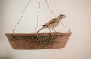 Bird, Water