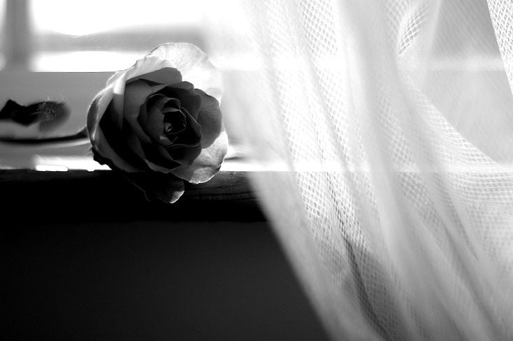 Flower Rose behind a curtain, Love