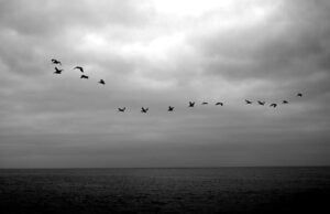 Morning, Sky, Birds, Sunrise, Sunset