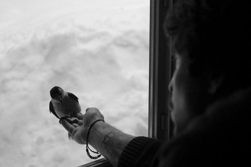 Bird, Window, Hand