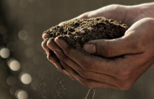 Gardening, Soil, Planting