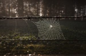 Cobweb